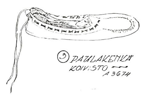 Piirros koivistolaisesta paulakengästä eli ruojukengästä.